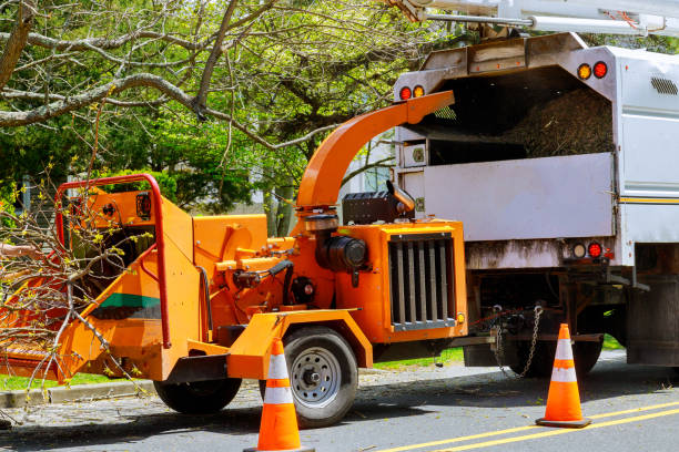 How Our Tree Care Process Works  in  Ranchos De Taos, NM