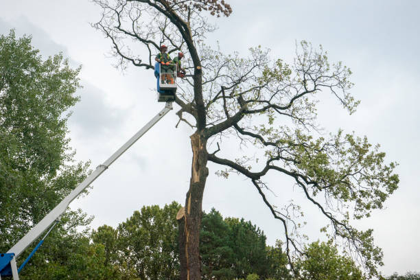 Reliable Ranchos De Taos, NM  Tree Services Solutions